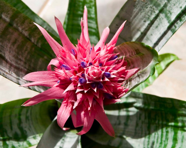 Bromeliad: hjemmepleje, transplantation og reproduktion