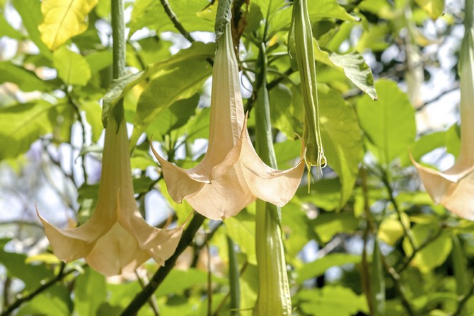 أنواع شعبية من Brugmansia