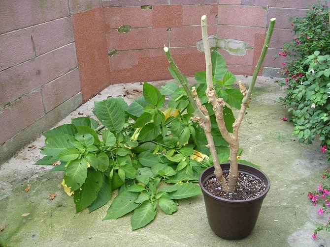 Brugmansia beskæringsregler