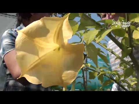Blomster er enorme klokker! Sådan dyrkes brugmansia derhjemme