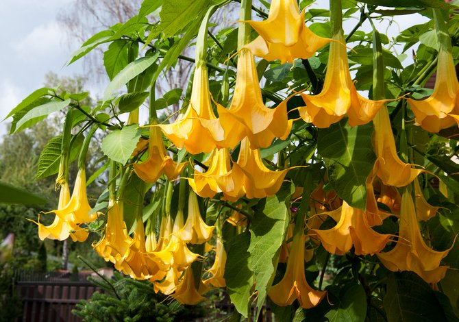 Brugmansia - pleje og dyrkning. Plantning og avl brugmansia. Beskrivelse, typer, fotos