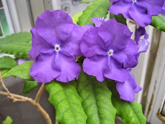 Voksende brunfelsia derhjemme