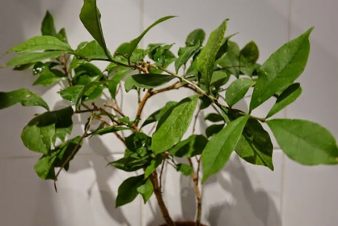 Til hjemmedyrkning har opdrættere skabt en enkelt art - småblomstret brunfelsia