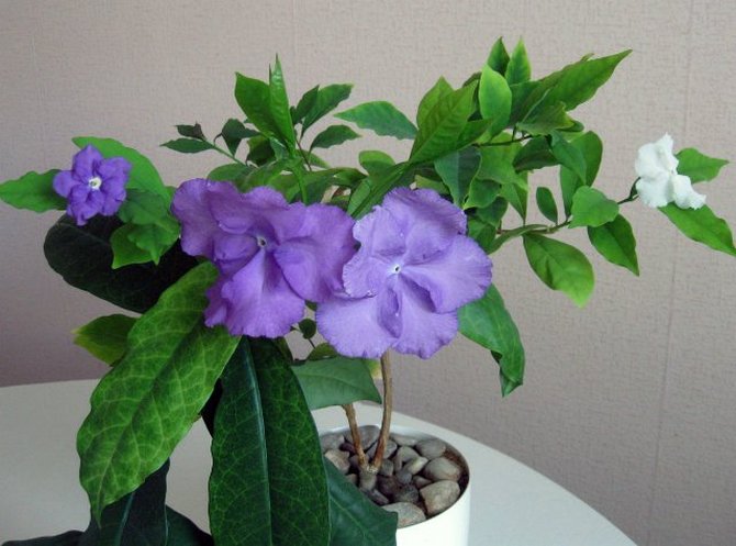 Brunfelsia pleje