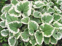 Brunner je nenáročná rastlina a mrazuvzdorná, preto nevyžaduje špeciálnu prípravu. Stačí mulčovať rašelinou, humusom alebo kompostom.