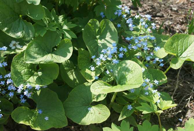 Den mest optimale tid til at plante brunners i åbent terræn er fra juli til begyndelsen af ​​august.