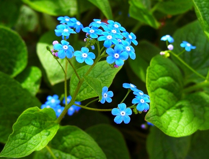 Brunner - výsadba a starostlivosť na otvorenom poli. Druhy a odrody brunnera. Popis, foto