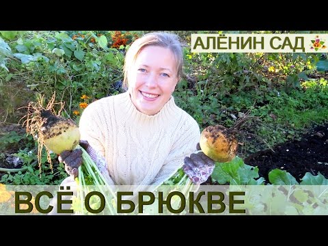 Hvordan man dyrker en PANTS / dyrker en majroe