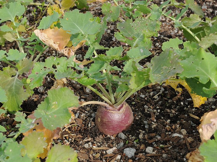 Rutabaga: výsadba a starostlivosť na otvorenom poli, pestovanie zo semien