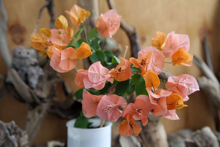 Blomstrende bougainvillea