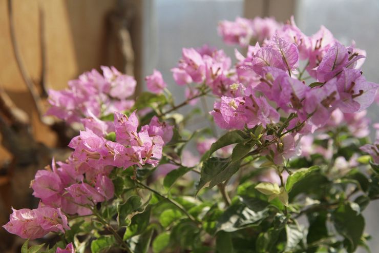 Beskæring af bougainvillea