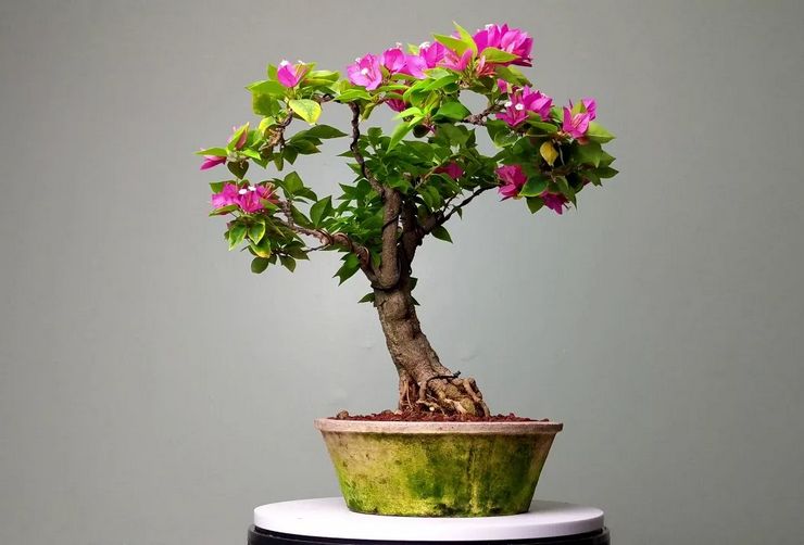 Dannelse fra bougainvillea bonsai