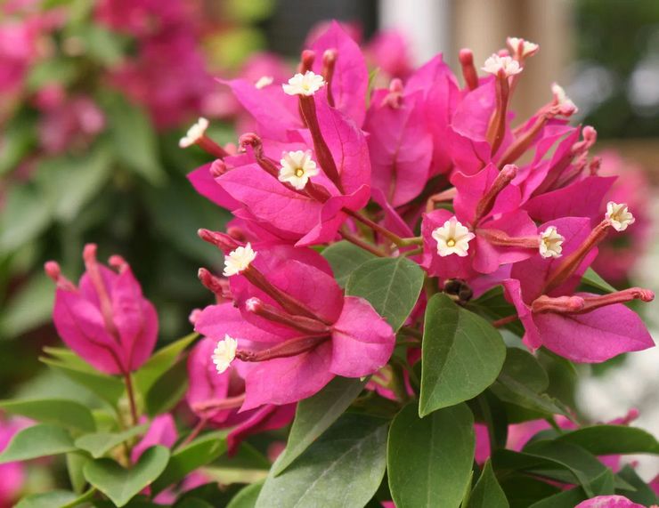 Hvorfor blomstrer bougainvillea ikke