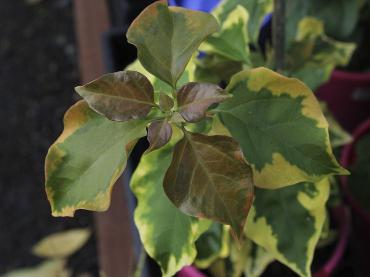 Bougainvillea sygdomme og skadedyr