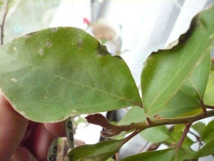 Pletter på bougainvillea blade