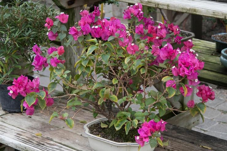 Suspension af bougainvillea udvikling