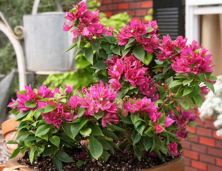 Beskrivelse af bougainvillea