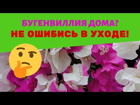 Bougainvillea hjem: tilpasning, pleje og problemer / Skal jeg plante i en stor krukke?