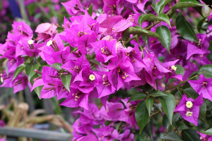 Typer og sorter af bougainvillea med fotos og navne