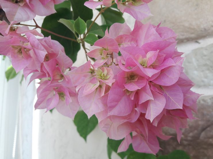 Bougainvillea dobbelt lyserød