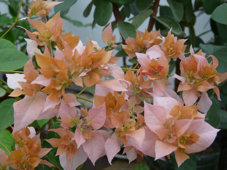 Bougainvillea guld