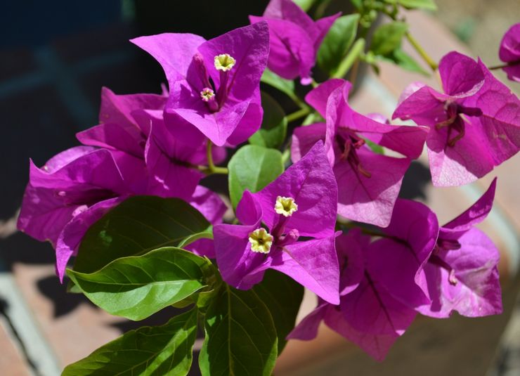 Hjem bougainvillea pleje