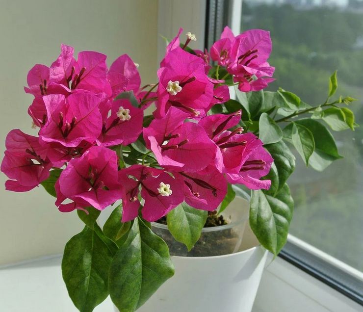 Belysning til bougainvillea