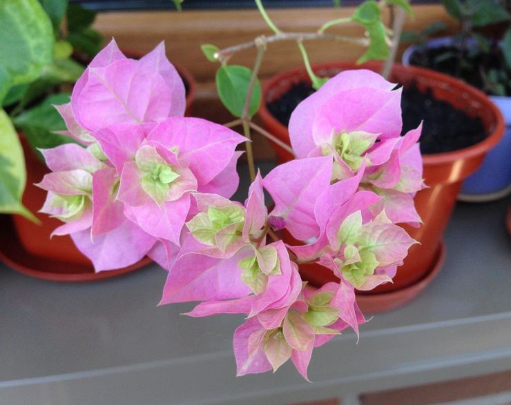 Vanding af bougainvillea