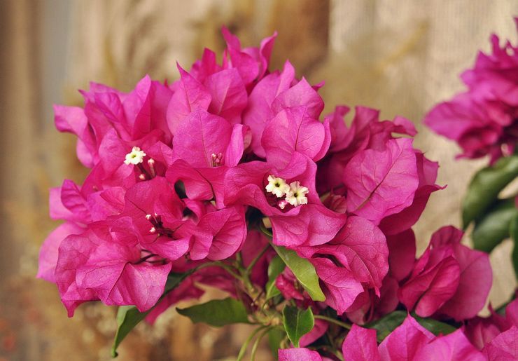 Fugtighedsniveau for bougainvillea