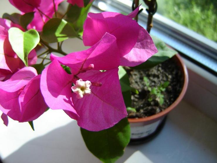 Jord til bougainvillea