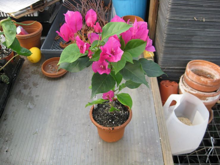 Bougainvillea -transplantation