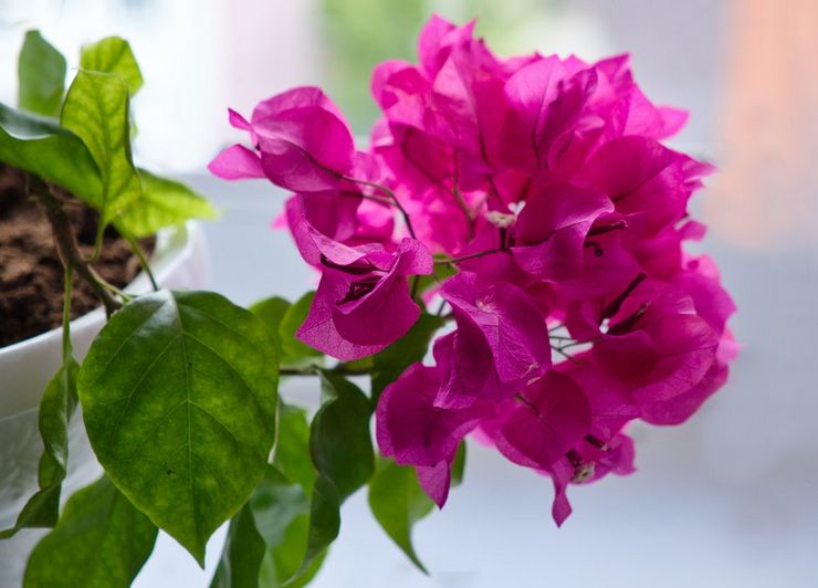 Bougainvillea plante