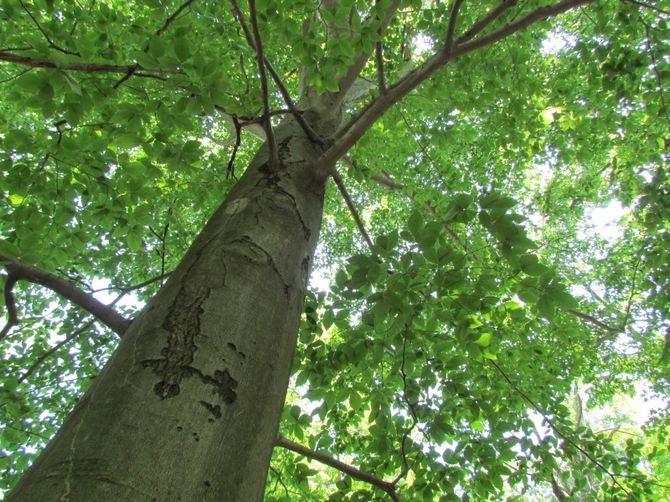 Foto, detaljeret beskrivelse og egenskaber af træet