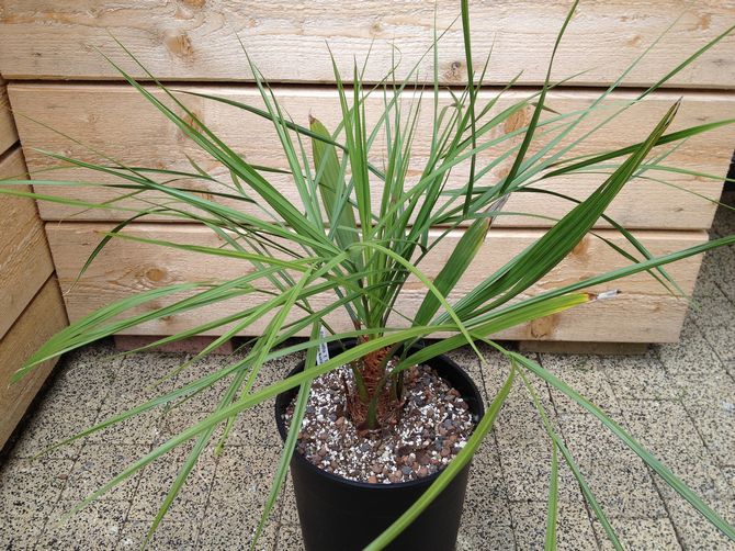 Butia palm - hjemmepleje. Dyrkning af butikker, transplantation og reproduktion. Beskrivelse, typer. Foto