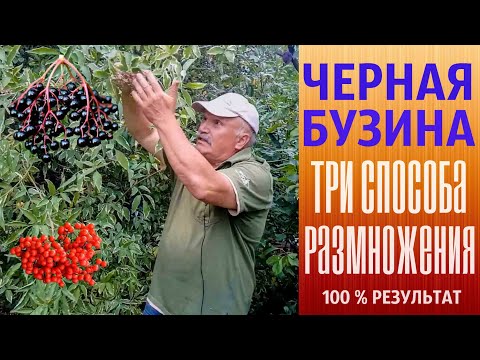 Μαύρο elderberry. Τρεις μέθοδοι αναπαραγωγής. 100% αποτέλεσμα.