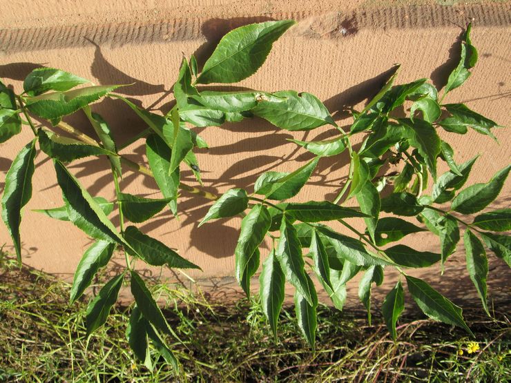 Πολλαπλασιασμός Elderberry με στρωματοποίηση