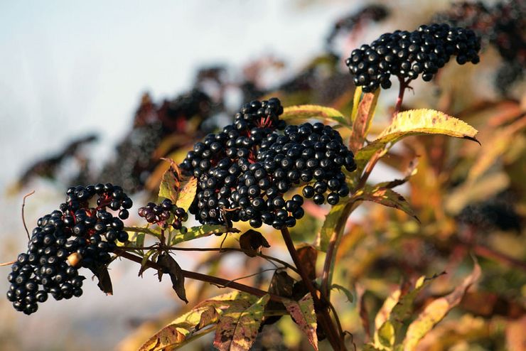 Παράσιτα και ασθένειες Elderberry