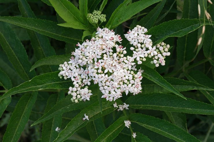 Elderberry ποώδες ή δύσοσμο