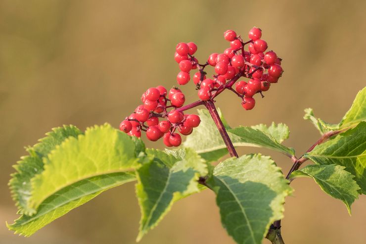 Elderberry racemose ή κόκκινο