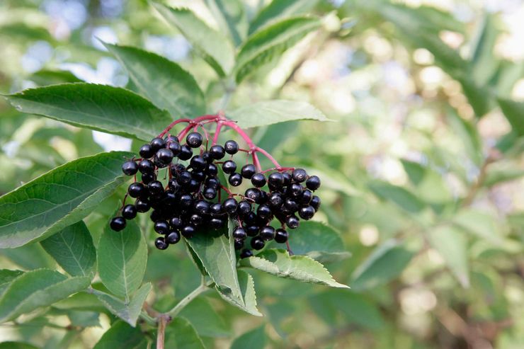 Περιγραφή Elderberry