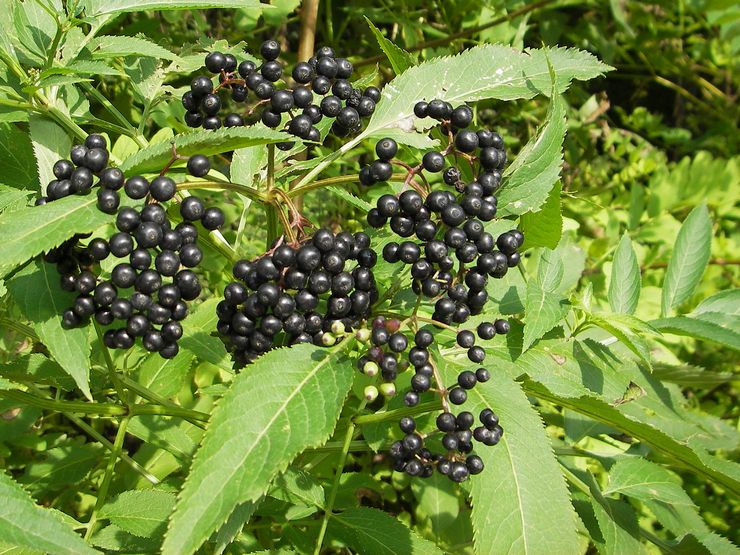 Μαύρο elderberry