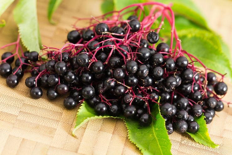 Ιδιότητες και χρήσεις του Elderberry