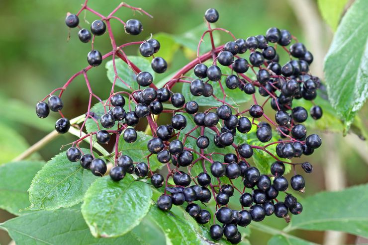 Οι θεραπευτικές ιδιότητες του μαύρου elderberry