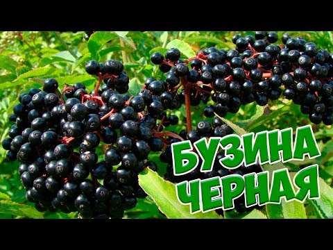 Μαύρο elderberry �� Χρήσιμες ιδιότητες και χαρακτηριστικά της καλλιέργειας ενός λαχανόκηπου στον κήπο