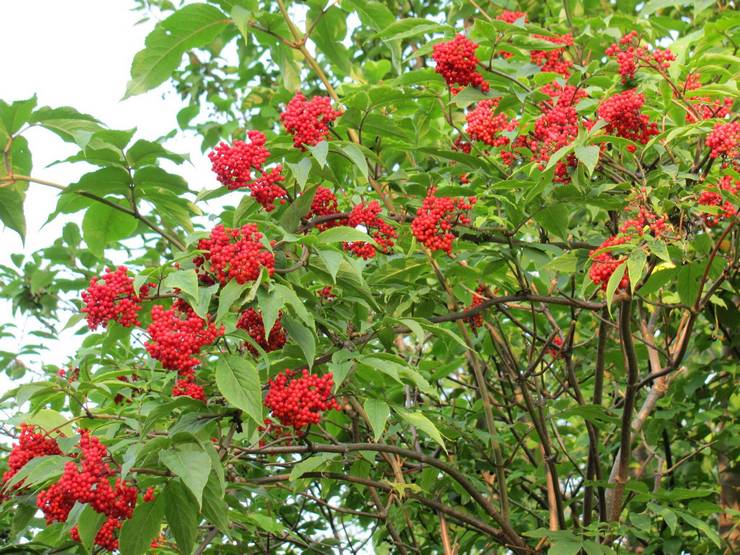 Φροντίδα Elderberry