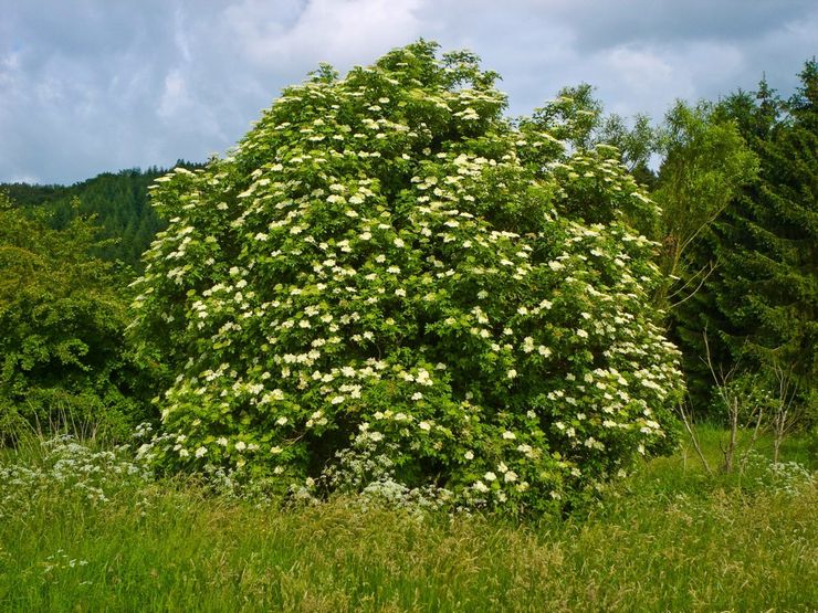 Πώς να φροντίσετε ένα elderberry το καλοκαίρι