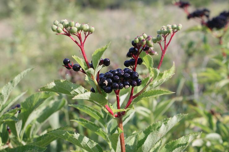 Προληπτική θεραπεία Elderberry