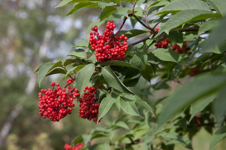 Κλάδεμα Elderberry