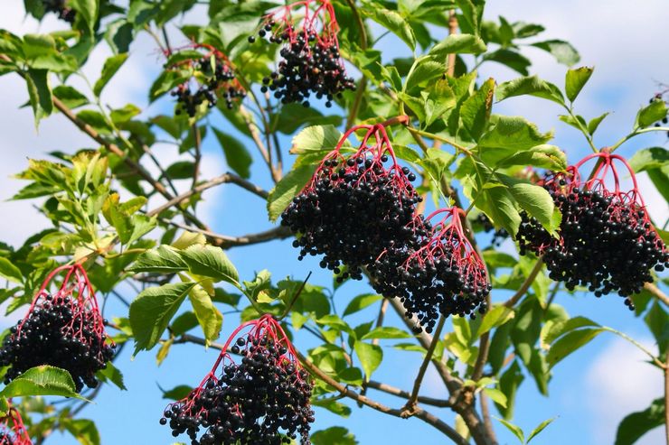 Φυτό Elderberry