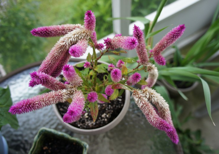 Celosia efter blomstring